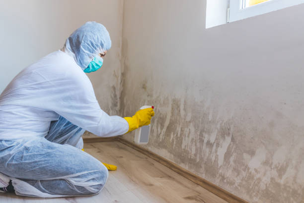 Licensed Black Mold Removal service in Radcliff, KY - WQB Mold Removal
